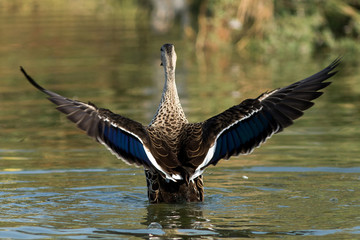 Spot billed duck bird in early morning at river bathing and searching for food in golden light in nature