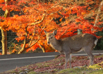 Japanese deer eating grass with red maple leaves tree on autumn season as background.