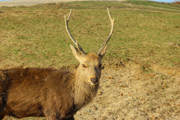 Naklejka na ściany i meble Japanese wild friendly deer at the top of Wakakusa Mountain, Nara national park.