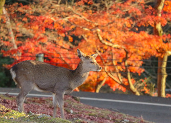 Japanese deer eating grass with red maple leaves tree on autumn season as background.