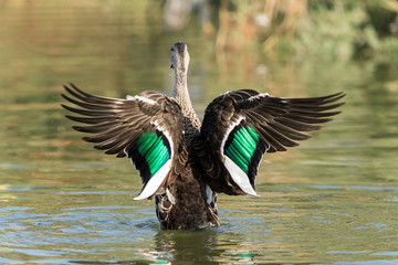 Obraz premium Spot billed duck bird in early morning at river bathing and searching for food in golden light in nature