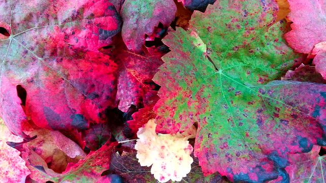 Panor&aacute;mica en detalle y en ambos sentidos de hojas de parra con colores oto&ntilde;ales 