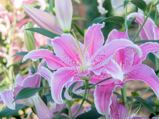 ピンク色のユリ