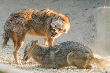 A Golden jackal animal in anger and fight mode in nature.  - obrazy, fototapety, plakaty