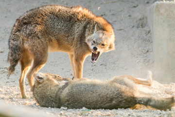 Naklejka na ściany i meble A Golden jackal animal in anger and fight mode in nature. 