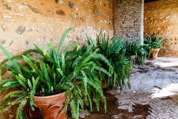 Potted green plants - Old World Forkedfern, Uluhe (Hawaiian), and dilim (Filipino). (Dicranopteris linearis) at ancient wall in a beautiful small courtyard of Alhambra, Granada, Spain