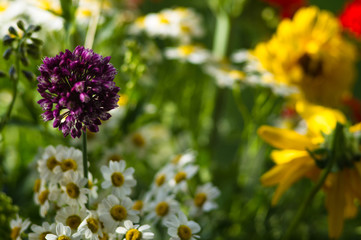 a bouquet of bright spring flowers of various types