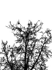 Black leafless tree branches