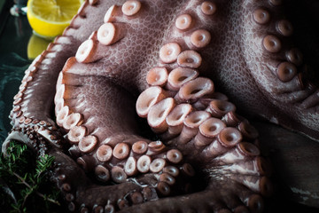 Octopus is decorated with ice cubes, lemon and herbs.