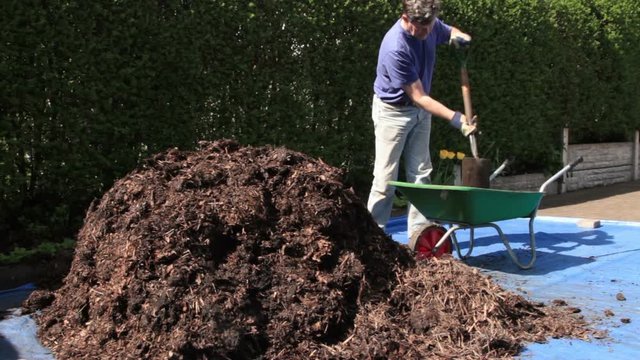 Man shovelling manure into wheelbarrow