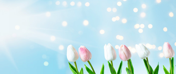 White and pink tulips on a blue background with bokeh and sunlight. Spring and Women's Day concept