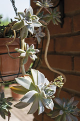 Piante grasse Echeveria Miranda Color