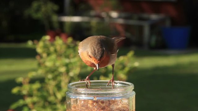 Garden robin feeding on mealworms