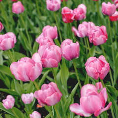 Close-up of pink tulips in the field of pink tulips. Selective focus. International women day.