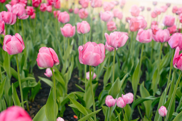Fototapeta premium Zbliżenie różowe tulipany w dziedzinie różowe tulipany. Selektywne skupienie. Międzynarodowy dzień kobiet.