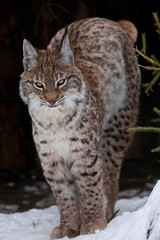 A graceful and beautiful wildcat lynx stretches, arcing its back with an arc, the proud eyes of a cat, a dark background and white snow, the cat stands.