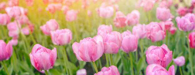 Obraz premium Close-up of pink tulips in the field of pink tulips. Selective focus. International women day.