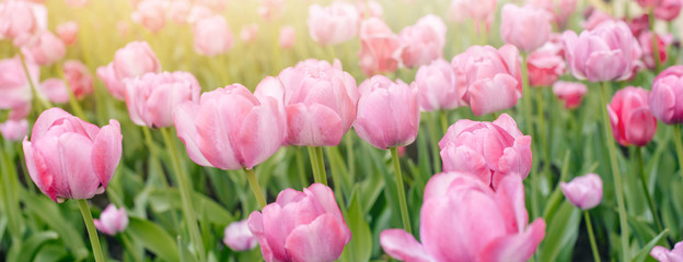 Banner close-up of pink tulips in the field of pink tulips. Selective focus. International women day.