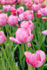 Close-up of pink tulips in the field of pink tulips. Selective focus. International women day.