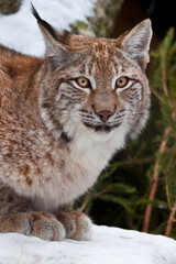 Lynx sits close-up in the snow