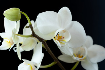Naklejka na ściany i meble The branch of white orchid closeup on a black background