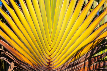  Saint Vincent and the Grenadines, traveler's palm leaves