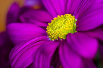 Beautiful bright purple and yellow chrysanthemum flowers, selective focus, macro