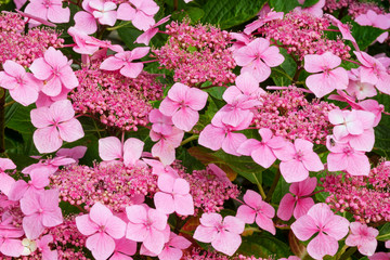 Full frame close up display of  Hydrangea flowers