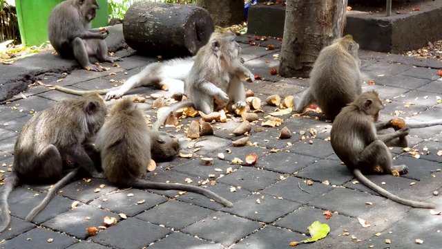 monkeys enjoying a good time eating food in the monkey forest of Indonesia Bali 