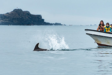 Bote y Delfín © vanesa
