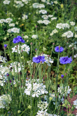 A late spring flower garden border packed with blooms