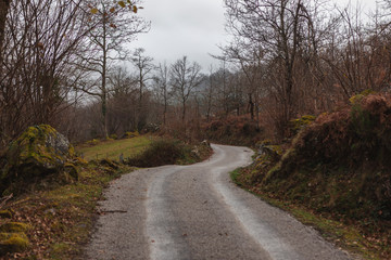 camino en el bosque brumoso