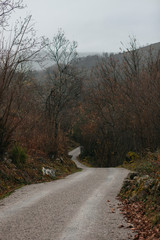 Carretera en el bosque