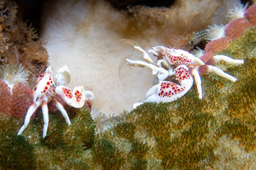 Porzellankrebs