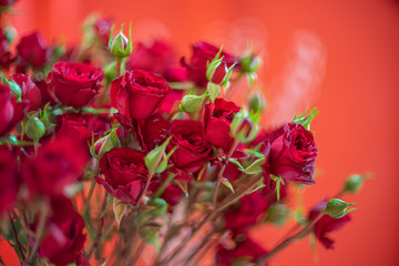 Red Rose on the branch for valentine day background
