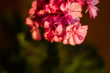 Lovely pink Pelargonium Geranium flowers, close up