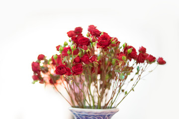 Red Rose on the branch for valentine day background