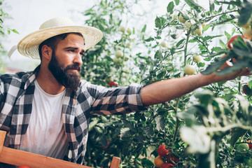 Male farmer picking fresh tomatoes from his hothouse garden