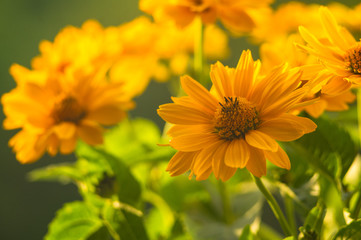 bouquet of bright yellow flowers Heliopsis helianthoides