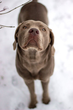 Hund im Schnee