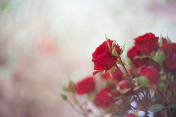 Red Rose on the branch for valentine day background