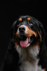 Bernese Mountain Dog against the black background