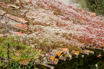 An old outbuilding roof needs growing plants removed and further maintenance.