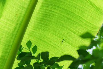 Banana leave under transmitted sun light