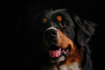 Bernese Mountain Dog against the black background