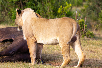 lion supper
