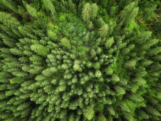 aerial veiw of green alpine forest. drone shot