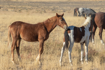 Obraz premium Cute Wild Horse Foals