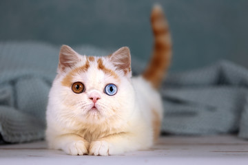 Britisch Kurzhaar Kitten Odd eyed in red Harlekin