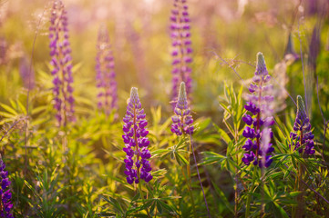 beautiful blue and violet lupines in rural field at sunrise (sunset). natural floral background